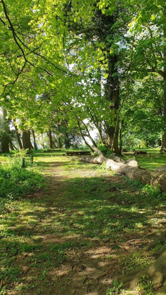 A woodland scene